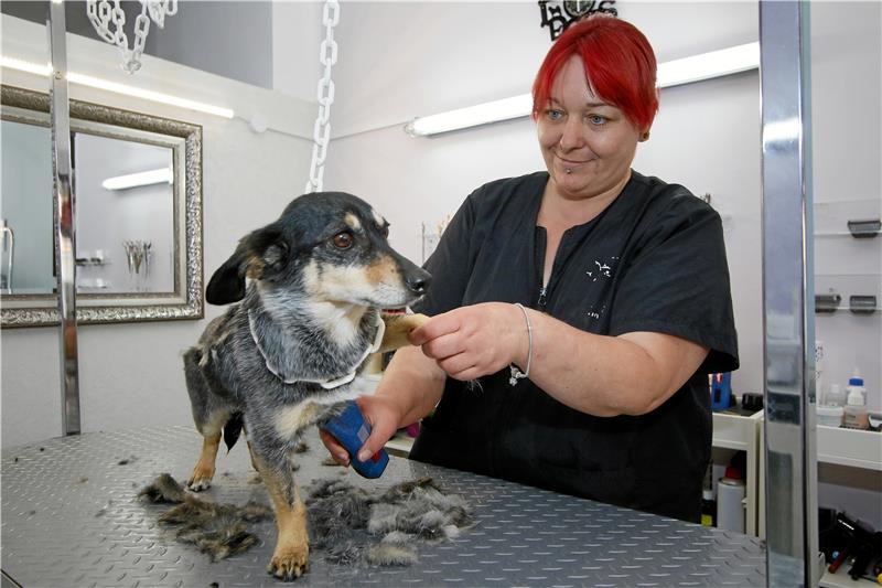 Weg mit der Wolle: Sommertrends im Goslarer Hundesalon Hoch das Beinchen: Ramona Bilka trimmt der Mischlingshündin Clio behutsam das Fell. Fotos: Epping