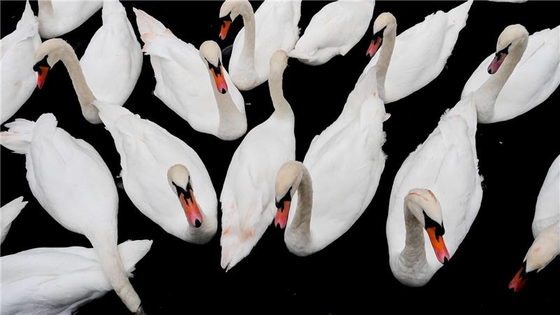 Höckerschwäne schwimmen auf der Themse in Windsor.