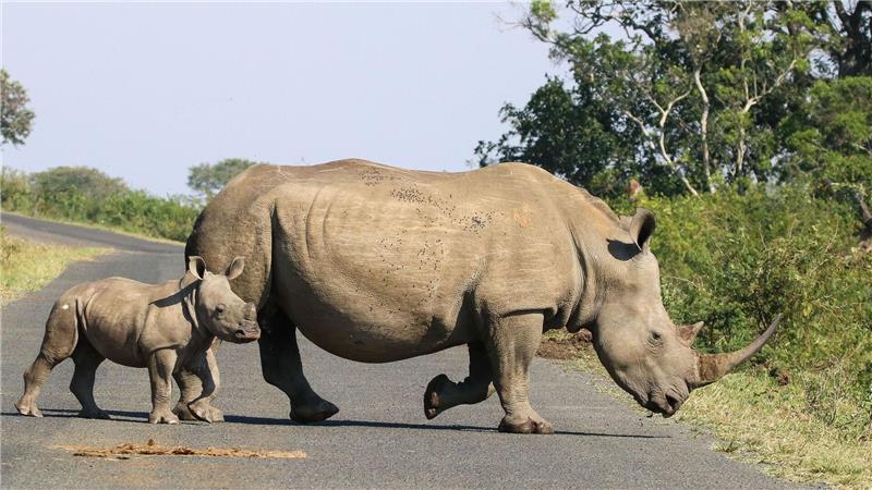 Entfernung des Horns reduziert Nashorn-Wilderei Hörner von Nashörnern sind wegen des hohen Preises ein begehrtes Schmuggelgut. (Handout)