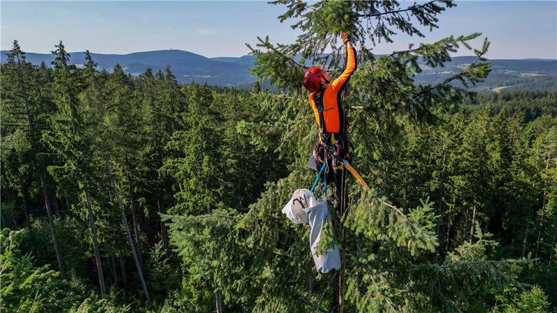 Hoffentlich schwindelfrei: Ein Zapfenpflücker pflückt in einem Wald in Sachsen Zapfen einer Douglasie in rund 35 Metern Höhe. Aus den Zapfen werden Samen gewonnen. 