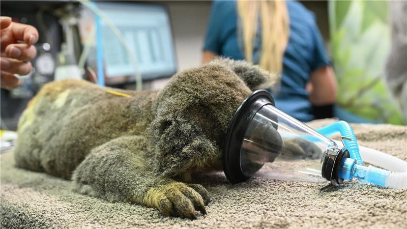 Bilder des Tages Hoffnung für Koalas: Neuer Impfstoff gegen Chlamydien vorgestellt