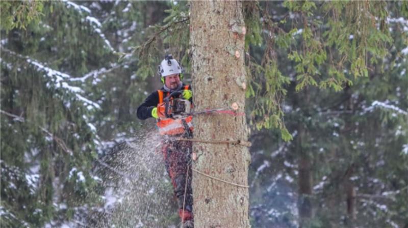 Ein Mann hängt an einem Baumstamm und sägt diesen mit einer Kettensäge durch.