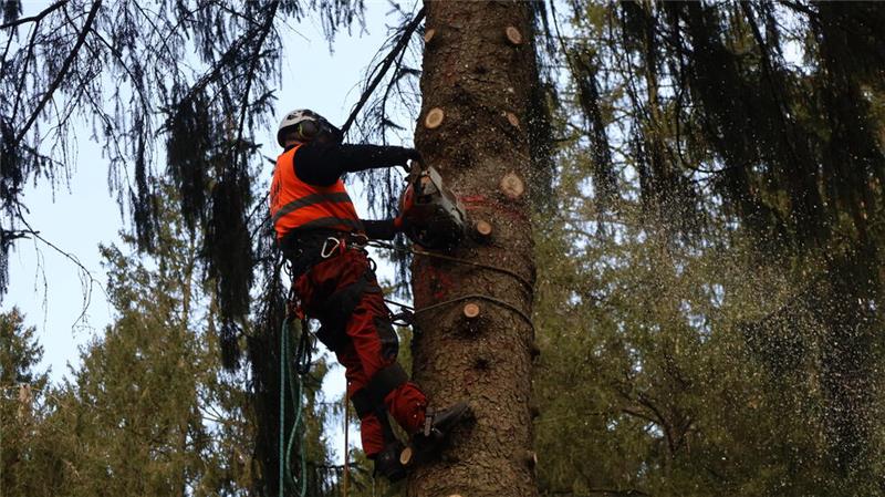 Weihnachtsbaum für den Berliner Reichstag kommt aus dem Harz Holger Schwering klettert in den Baum, um ihn an der richtigen Stelle abzusägen.