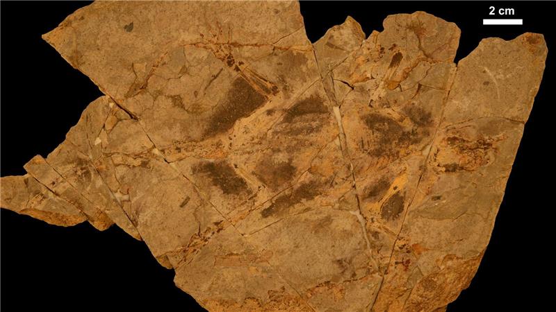 Holotypexemplar der kreidezeitlichen Säugetierform Arboroharamiya fuscus.