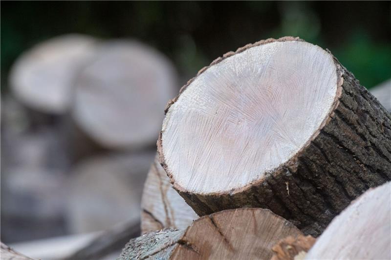 Holzdiebstähle sind in Niedersachsen zurückgegangen Holz liegt an einem Waldweg in einem Wald.