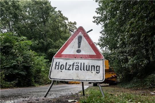 Holzfällarbeiten an einer Straße. Symbolbild: picture alliance/dpa | Paul Zinken