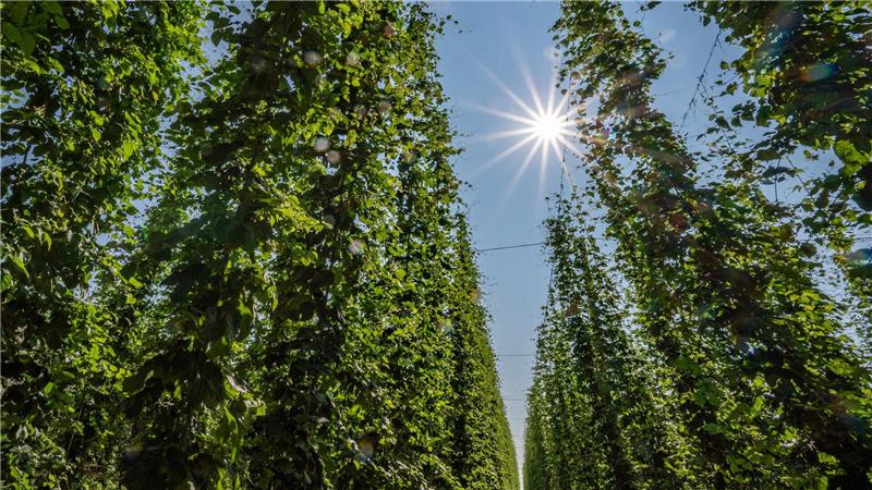Deutlich mehr Hopfen geerntet Hopfen im Anbaugebiet Hallertau.
