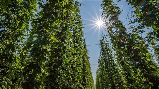 Hopfen im Anbaugebiet Hallertau.