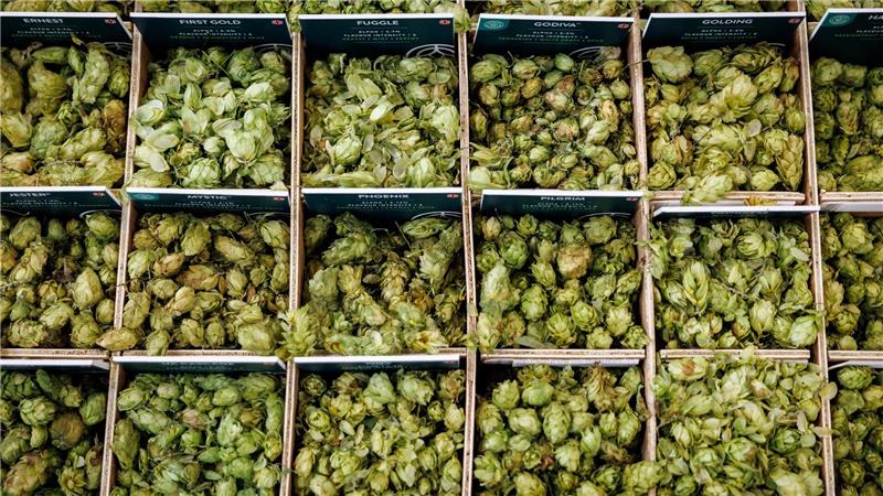 Hopfenbauern roden Bestände gegen Überangebot Hopfen sorgt nicht nur für die bittere Note im Bier. (Archivbild)