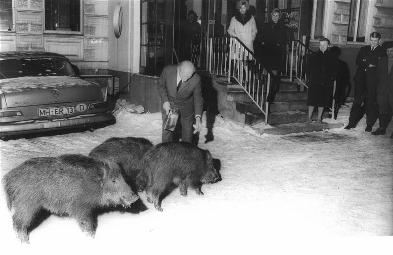 Das sind Bad Harzburgs kurioseste Tiergeschichten Hotelier Albert Hübner gibt den hungrigen Wildschweinen Maiskörner und Brotreste zu Essen.