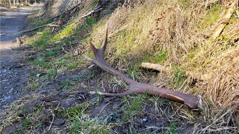 Huch, was ist denn das? Auf dem Weg zur Pflanzaktion hat Waldpädagogin Stefanie Placht für die Kinder die eine oder andere Überraschung platziert.