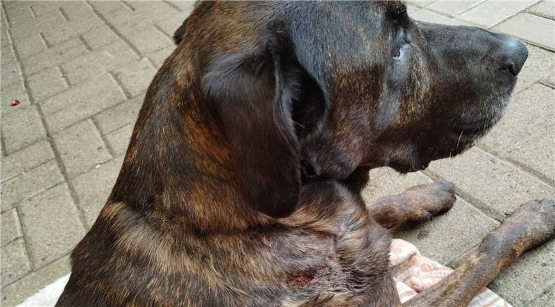 Nach Beiß-Attacke: Bad Harzburger Hündin Bonni ist tot Hündin Bonni nach der Biss-Attacke im Juni. Sie kann als Grund für ihren Tod nicht ausgeschlossen werden. Foto: Privat