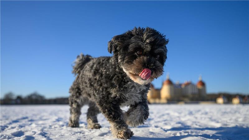 Hündin Rosi rennt über den zugefrorenen Teich von Schloss Moritzburg.