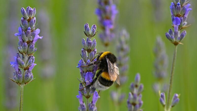 Hummeln sind im Sommer generell am aktivsten und die Völker am größten.