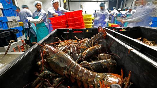 Hummer und gefrorene Hummererzeugnisse mit Ursprung in den Vereinigten Staaten dürfen künftig zollfrei in die EU importiert werden. (Archivbild)