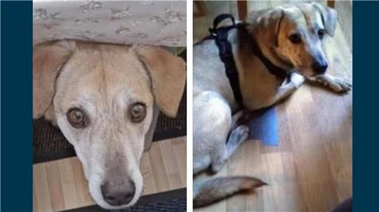 Hund Benni ist an der A7 bei Seesen entlaufen.