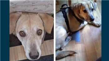 Hund Benni ist an der A7 bei Seesen entlaufen.