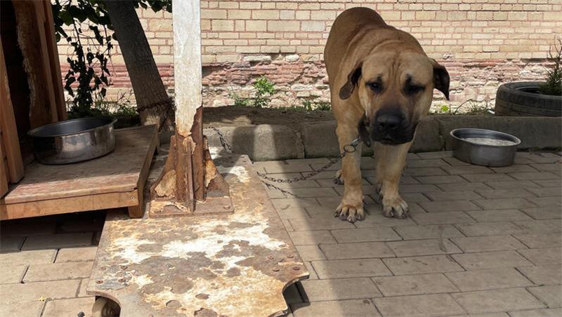 Hund „Chef“ in einem Istanbuler Tierheim.