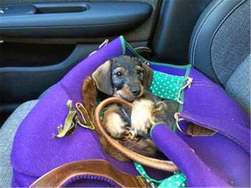Hund Dolores im Auto