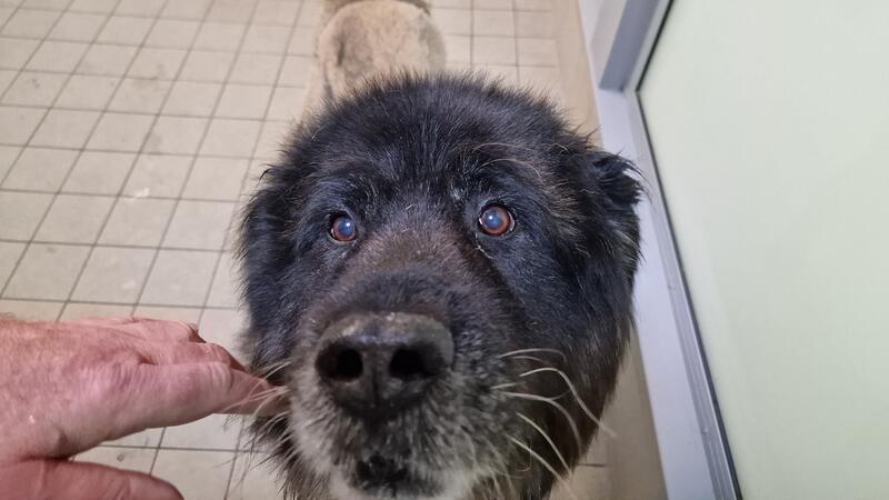 Hund Gero sucht schon seit einiger Zeit ein neues Zuhause.