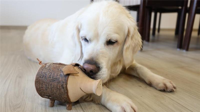 Hund Glen bewacht in der Awo das Sparschwein.