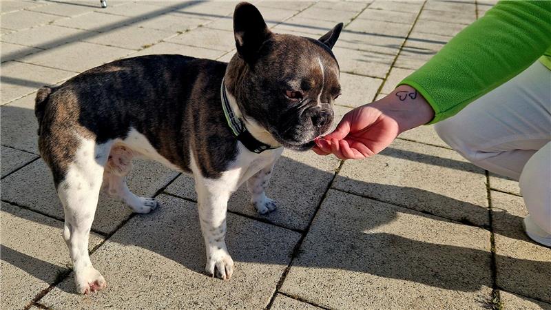 Wo Clausthals Senioren auch gern mal eine zünftige Party feiern Hund Gucci ist gern in der Tagespflege zu Besuch und freut sich über das eine oder andere Leckerli.