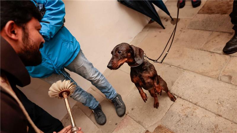 Hund & Herrchen gesegnet – Feier zum Welttierschutztag im Dom in Osnabrück