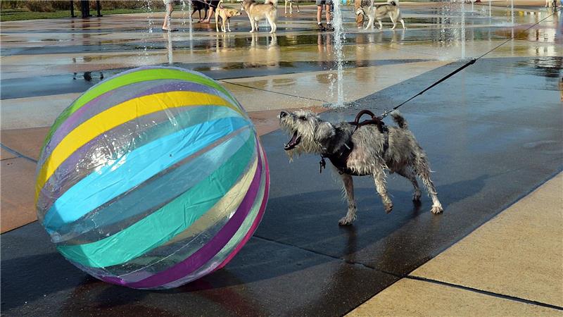 Bilder des Tages Hund „Seamus“ bellt Ball an - Hundetag am Springbrunnen
