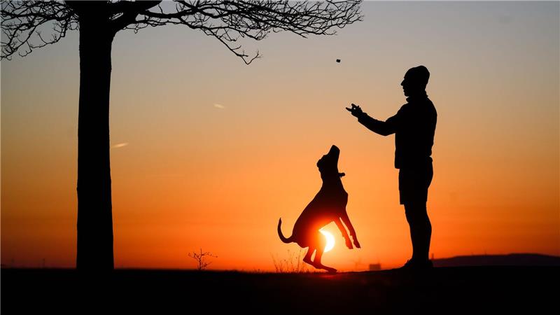 Hund statt Kind? Ganz so einfach ist es nicht. 