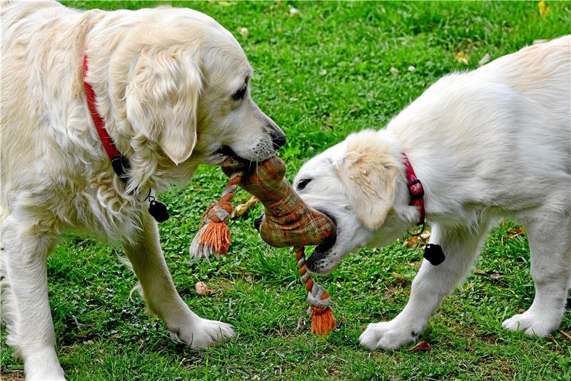 Altenauer und Ortsratsgruppe plädieren für Hundespielplatz Hunde brauchen Platz zum Toben, auch in Zeiten des Leinenzwangs. Foto: Pixabay
