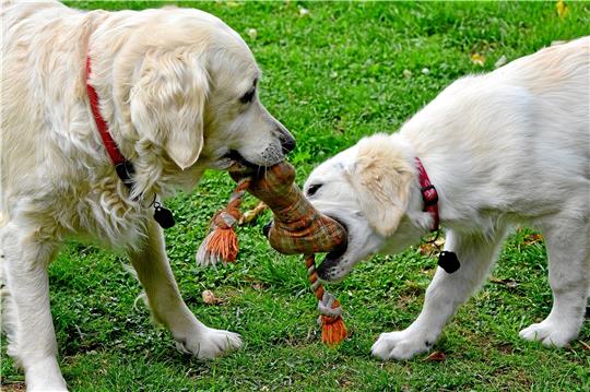 Hunde brauchen Platz zum Toben, auch in Zeiten des Leinenzwangs.  Foto: Pixabay