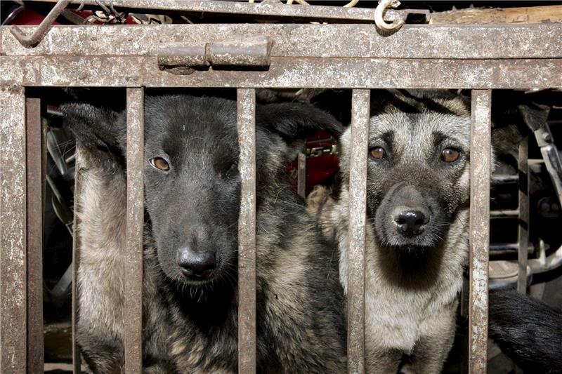 Initiative: 30 Millionen Hunde jedes Jahr geschlachtet Hunde, die geschlachtet werden sollen, sitzen in einem Käfig auf einem Tiermarkt in Lijang in der chinesischen Provinz Yunnan.