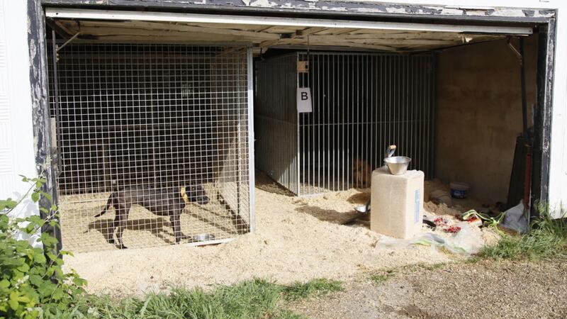 Haftstrafen für Mitglieder von Hundekampf-Ring Hunde, die in Zwingern gehalten werden. Die Hunde wurden brutal trainiert und bis zum Kampfgewicht ausgehungert, bevor sie in Kämpfe verwickelt wurden, bei denen sie manchmal bis zum Tod kämpften.
