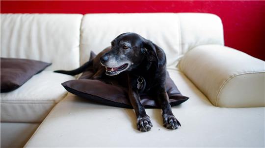Hunde erleben das im Fernsehen Gezeigte aktiv mit. (Symbolfoto)