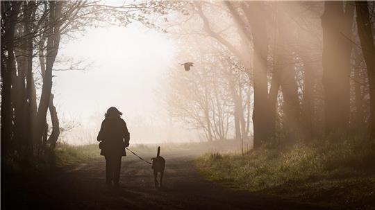 Hunde müssen künftig registriert und gechippt sein. Privatleute haben aber einige Jahre Zeit dafür. (Symbolbild)