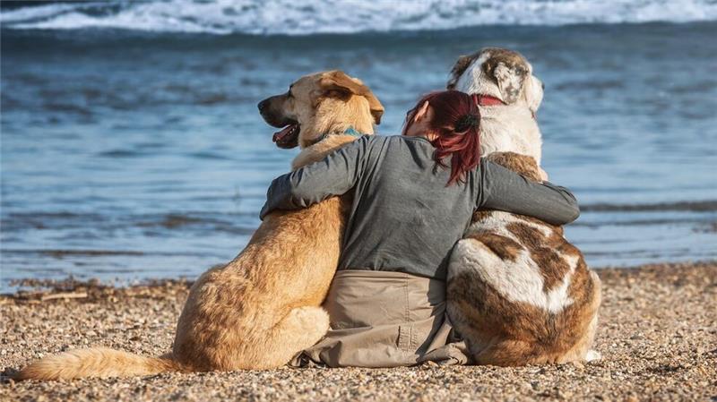 Hunde sind oft die besten Freunde der Menschen. Symbolfoto: pixabay