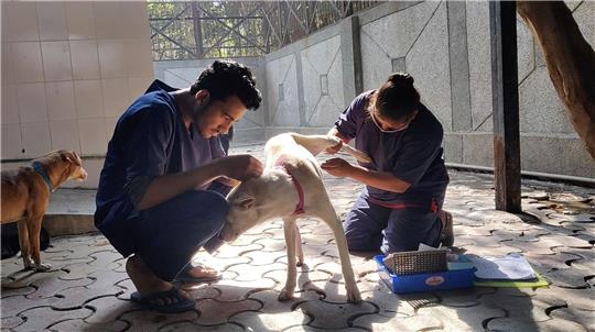 Hunde werden nach der Sterilisation im Zentrum für Geburtenkontrolle und Sterilisation postoperativ versorgt.