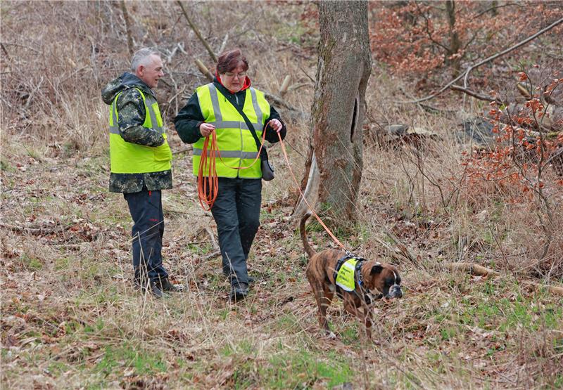 Mantrailer-Hunde suchen im Harz nach Stachelschwein „Pinky“ Hundeführer sind mit Hund „Oskar“ in einem Waldgebiet nahe Hasselfelde auf Suche nach Stachelschwein „Pinky“. Foto: Matthias Bein/DPA