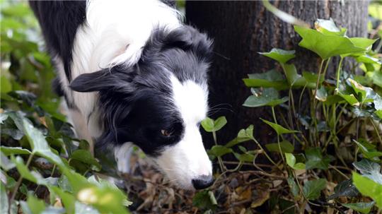 Hundehalter müssen darauf achten, dass ihre Tiere nur eigene Leckerlis fressen.
