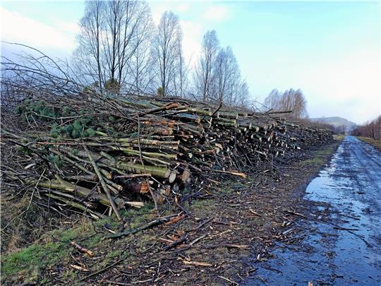 Hunderte Baumstämme liegen neben dem Mühlenweg bei Harlingerode. Foto: Exner
