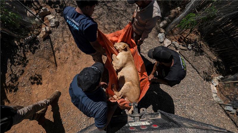 700 Wildtiere ziehen wegen Gewalt in Mexiko um Hunderte Löwen, Elefanten und Tiger bekommen in der Stadt Mazatlán ein neues Zuhause.
