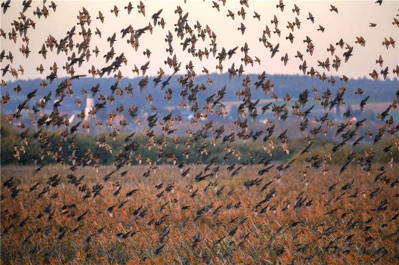 Vögel, Pflanzen, Präsidenten: Nabu wird 125 Jahre alt Hunderte Stare über dem Naturschutzgebiet Federsee.