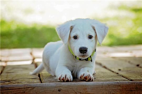 Hundewelpen sind niedlich, aber sie werden erwachsen. Wer sich ein Tier anschafft, sollte sich der Verantwortung, die er übernimmt, bewusst sein. Foto: Pixabay