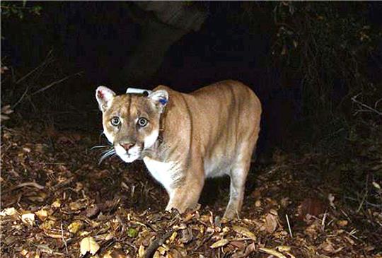 «IIkonischer Botschafter für die Tierwelt»: Der Puma namens P-22.