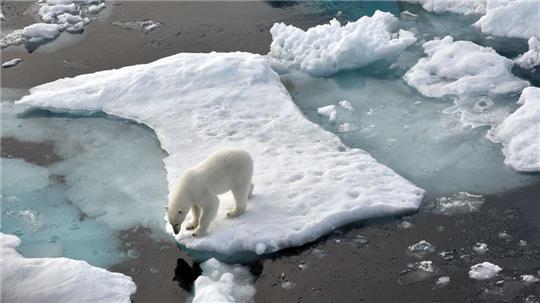 ILLUSTRATION. Ein Eisbär steht im Nordpolarmeer auf eine Eisscholle. 