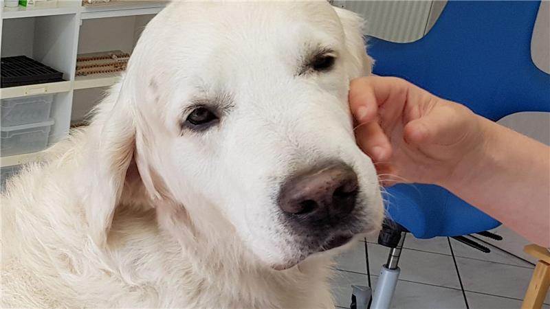 Trainierte Hunde können Parkinson erschnüffeln ILLUSTRATION - Ein Golden Retriever.