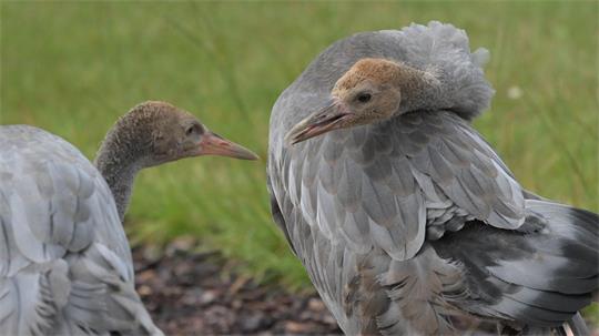 Ida und Michel wurden früh auf Menschen geprägt und können deshalb nicht ausgewildert werden.