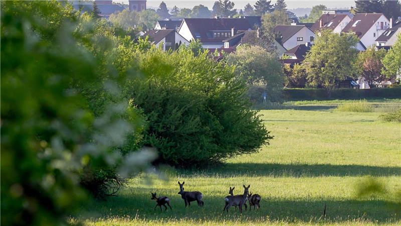 Idyll am Stadtrand von Bad Homburg