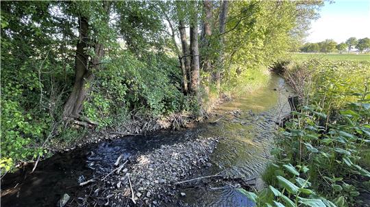 Idyllisch fließt er durch das Lutter-Becken: der Steimkerbach. Das kann sich nach Starkeregenereignissen ändern. Ein neues Projekt soll Teile des Wassers länger im Wald halten.