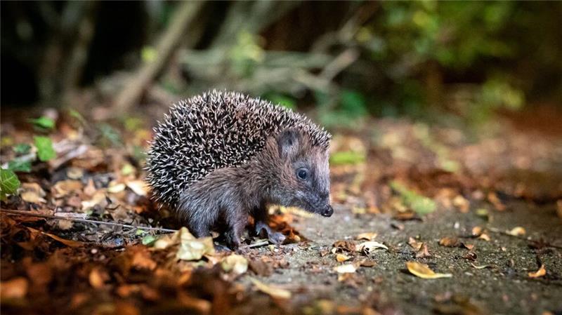 Igel können bei milden Temperaturen noch bis Ende Dezember unterwegs sein. (Archivbild)